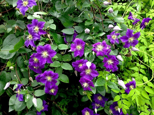 Purple flowers in garden by Azara Gardens