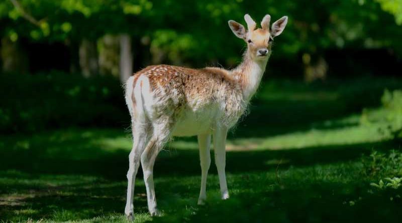 Teddington Deer