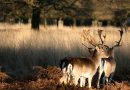 RICHMOND PARK VOTED BEST SPRING WALK