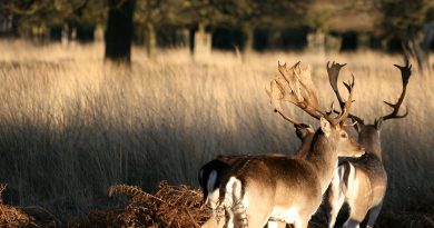 RICHMOND PARK VOTED BEST SPRING WALK
