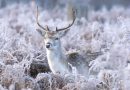 TRIBUTE TO  ‘PHOTO QUEEN’ OF BUSHY PARK
