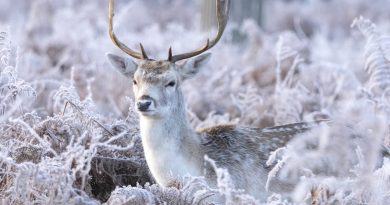 TRIBUTE TO  ‘PHOTO QUEEN’ OF BUSHY PARK