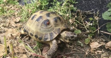 THE AMAZING STORY OF THE TORTOISE MISSING IN RICHMOND PARK