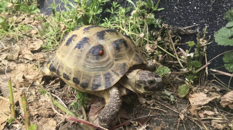 THE AMAZING STORY OF THE TORTOISE MISSING IN RICHMOND PARK