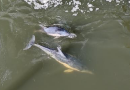 DOLPHINS FEARED TO HAVE PERISHED