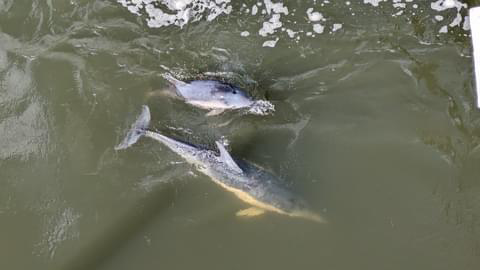 DOLPHINS FEARED TO HAVE PERISHED