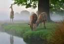 BUSHY PARK EXTREME WEATHER WARNING