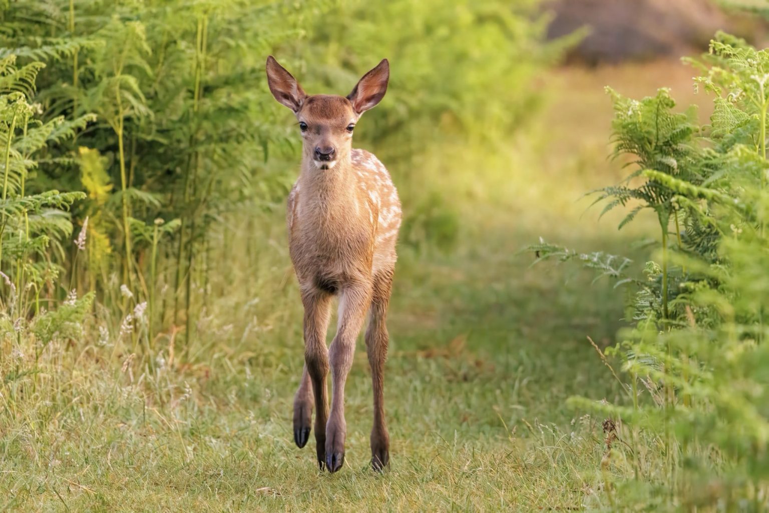 STUNNING IMAGES OF THE NEW BORN DEER IN BUSHY PARK – Teddington ...