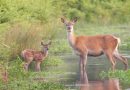 LEADS ON DOGS IN BUSHY PARK COMPULSORY FROM TODAY