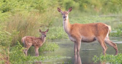 LEADS ON DOGS IN BUSHY PARK COMPULSORY FROM TODAY