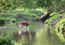 RICHMOND PARK NAMED AS ONE OF BEST PLACES TO VISIT IN AUTUMN