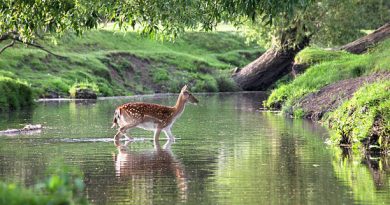 RICHMOND PARK NAMED AS ONE OF BEST PLACES TO VISIT IN AUTUMN