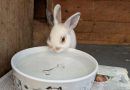 SIXTY FIVE RABBITS SAVED IN MASSIVE RESCUE OPERATION IN TWICKENHAM
