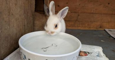 SIXTY FIVE RABBITS SAVED IN MASSIVE RESCUE OPERATION IN TWICKENHAM