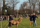 STAG STOPS PLAY IN BUSHY PARK