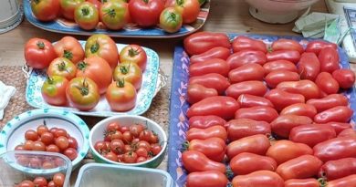 TEDDINGTON COUPLE FIGHT TO SAVE THEIR THREATENED ALLOTMENT
