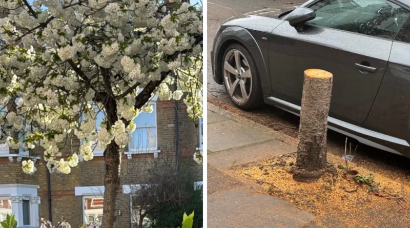 MIX-UP OVER FELLED CHERISHED TREE IN KEW