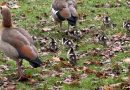 NEW-BORN GOSLINGS FACE FIGHT FOR SURVIVAL