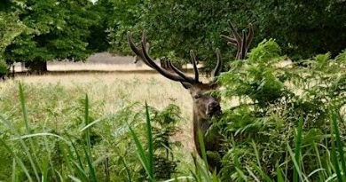 DISCOVER THE SECRETS OF BUSHY PARK