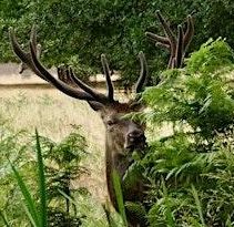 DISCOVER THE SECRETS OF BUSHY PARK