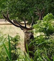 DISCOVER THE SECRETS OF BUSHY PARK