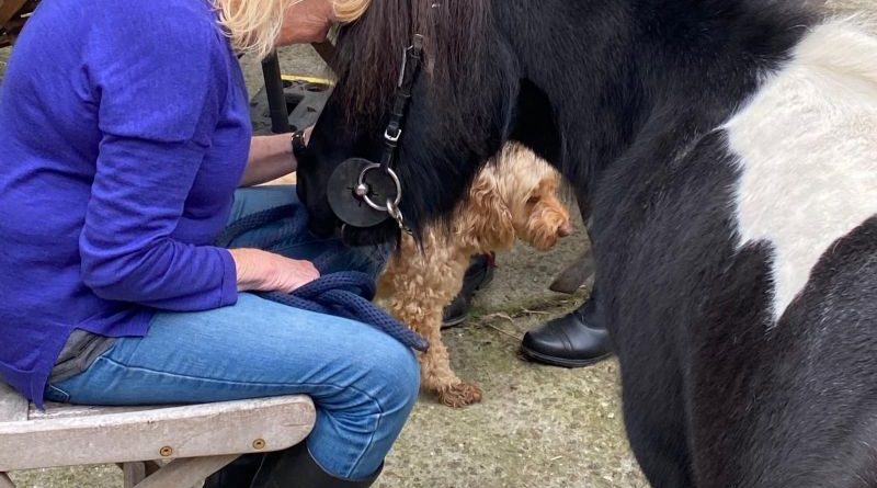 TIME TO TALK DAY AT PARK LANE STABLES ON FRIDAY