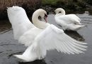 SWAN DIES OF BIRD FLU AT TEDDINGTON LOCK