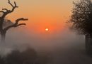 SUNRISE AT SIX TODAY IN BUSHY PARK
