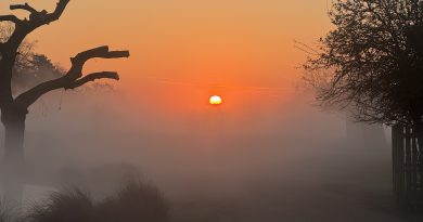 SUNRISE AT SIX TODAY IN BUSHY PARK