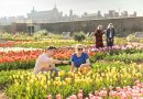 TULIPS GALORE AT HAMPTON COURT PALACE FESTIVAL