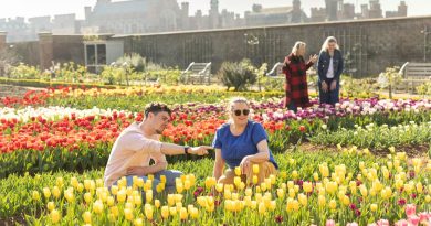 TULIPS GALORE AT HAMPTON COURT PALACE FESTIVAL