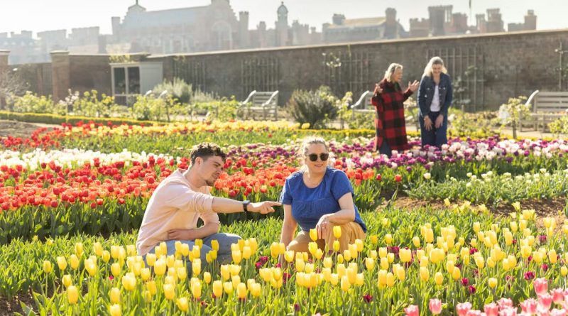 TULIPS GALORE AT HAMPTON COURT PALACE FESTIVAL