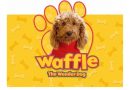 WAFFLE THE DOG IS BACK FILMING IN TEDDINGTON