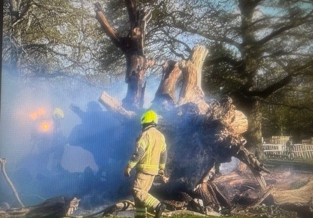 FIRE BREAKS OUT IN DEAD TREE TRUNK IN BUSHY PARK