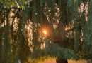 SUNRISE IMAGES FROM BUSHY PARK TODAY