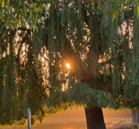 SUNRISE IMAGES FROM BUSHY PARK TODAY