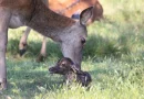 ALL YOU NEED TO KNOW ABOUT THE DEER-BIRTHING SEASON IN BUSHY PARK