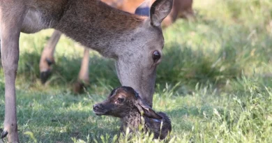 ALL YOU NEED TO KNOW ABOUT THE DEER-BIRTHING SEASON