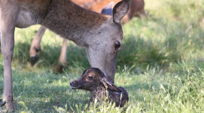 ALL YOU NEED TO KNOW ABOUT THE DEER-BIRTHING SEASON