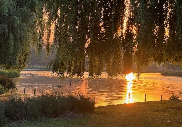 SPECTACULAR SUNRISE IN BUSHY PARK HEATWAVE TODAY