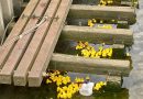 READY, STEADY, QUACK (Photo Special)