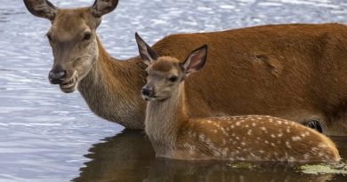 MUMS AND CALVES BOND IN THE POND