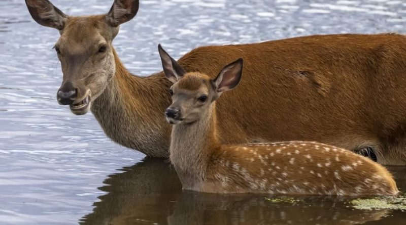 MUMS AND CALVES BOND IN THE POND