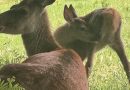 BUSHY PARK BIRTH BOOM……