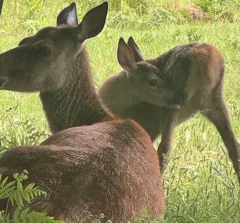 BUSHY PARK BIRTH BOOM……