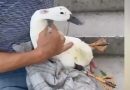 POLICE INVESTIGATE DOG ATTACK ON DUCK