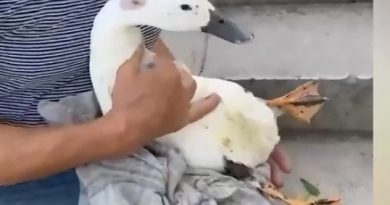 POLICE INVESTIGATE DOG ATTACK ON DUCK