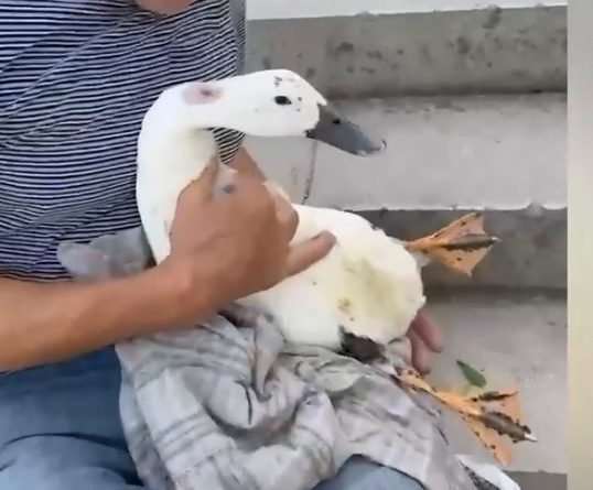 POLICE INVESTIGATE DOG ATTACK ON DUCK