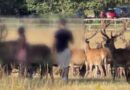 ‘THE ROYAL PARKS ARE NOT A PETTING ZOO,’ RAGES ANGRY COUNCIL LEADER