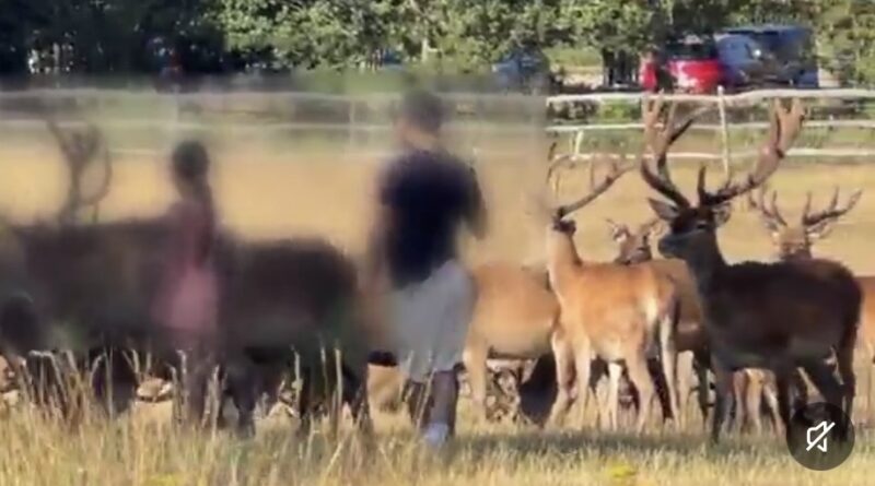 ‘THE ROYAL PARKS ARE NOT A PETTING ZOO,’ RAGES ANGRY COUNCIL LEADER